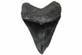 Fossil Megalodon Tooth - South Carolina #301825-1